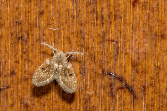 Bathroom Moth Fly - Clogmia albipunctata