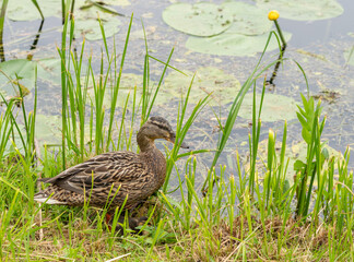 Mother duck and duckling swimming among lily pads on calm water, natural habitat, green leaves...