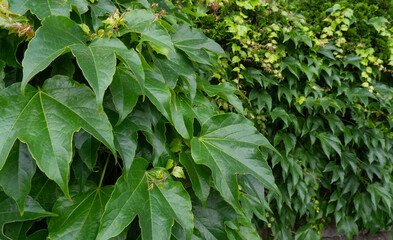 Parthenocissus green hedge, virginia crepeper foliage wall pattern, lush green victoria creeper ivy...