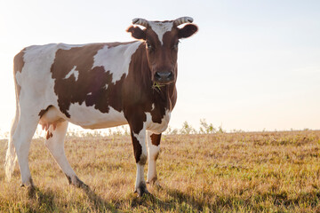 cow in a field
