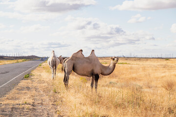 camels in the desert