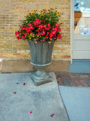 Surefire Red Begonia Benariensis In Bloom In A Planter In Summer In Wisconsin