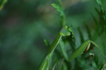 The praying mantis sits on a natural blurred background. Selective focus.