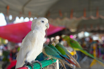 Sulphur-crested Cockatoo cute parrot bird standing on long bar.