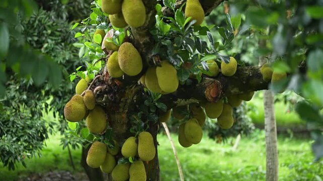 Jackfruit is a large, tropical fruit native to South Asia. It's known for its sweet, fleshy texture and versatile culinary uses, from savory dishes to desserts. Rich source of fiber and nutrition