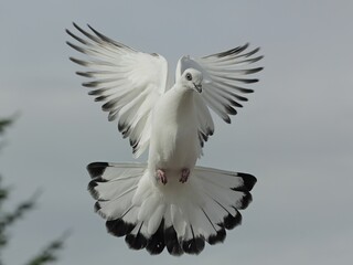 Vienna Highflying pigeon in flight. Taube im Flug. Wiener Hochflieger im Flug.