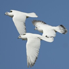 Vienna Highflying pigeon in flight. Taube im Flug. Wiener Hochflieger im Flug.
