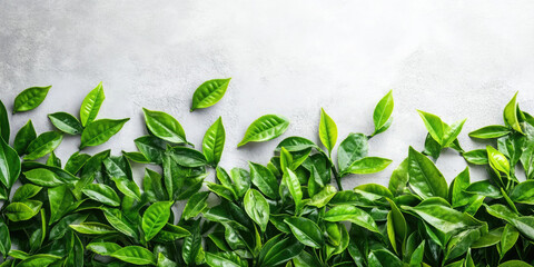 Tea green leaves on a white background. copy space, banner.