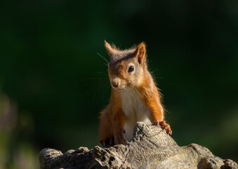 Close up of a curious little scottish red squirrel in the forest 