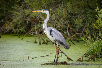 A grey heron stands in the water with green lemna perpendicular to the camera lens on a summer evening.