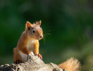 Close up of a curious little scottish red squirrel in the forest 