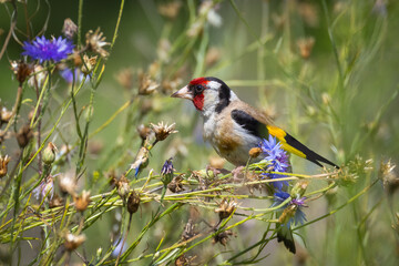 Close-up European goldfinch sits on dry flower stems, eats dry seeds bluets, and looks right toward the camera lens. Close-up European goldfinch on the bluets flower stems on a sunny summer day.