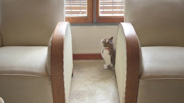 Una gata en el living mirando e ignorando la ventana