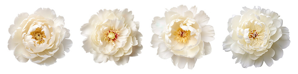 Collection of white peony flowers head isolated on transparent background