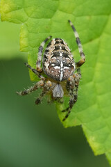 Closeup on an adult European diademor cross spider, Araneus diadematus sitting on a green leaf
