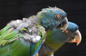 blue headed macaw native to Peru animals birds zoo