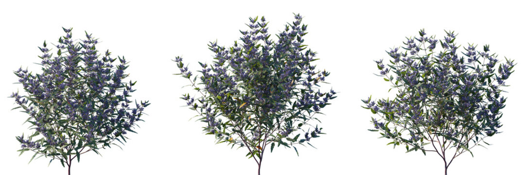 Set of Caryopteris &times; clandonensis (bluebeard, blue spirea or blue mist) frontal set street low-mounded, deciduous shrubs isolated png