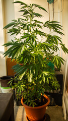Hanf Blätter Blatt Cannabis Marihuana