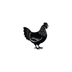 chicken on white background