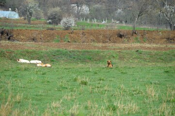 the dogs are lying on the grass