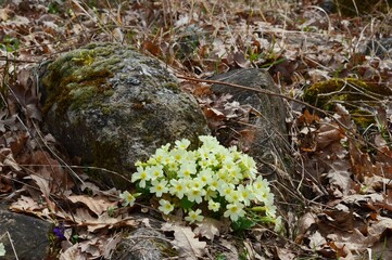 the yellow flower of the mountain ash in the forest