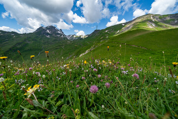 Wildflowers and hills along the trail to Bachalpsee Lake in Grindelwald Switzerland, reached from a hike at Grindelwald First in the Swiss Alps