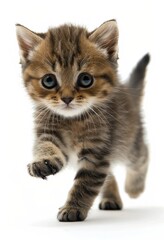 Obraz premium Cute kitten running across a white background