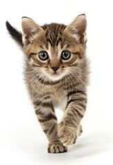 Naklejka premium Cute kitten running on a white background