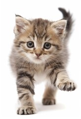 Fototapeta premium Cute kitten running on a white background