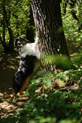 Fototapeta premium Australian Shepherd black tricolor stands in a green spring forest near a tree and poses. A charming pedigreed dog in the park on a sunny summer day put front paws on a tree trunk.