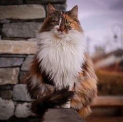 Chat tricolores aux poils longs, regardant droit devant 