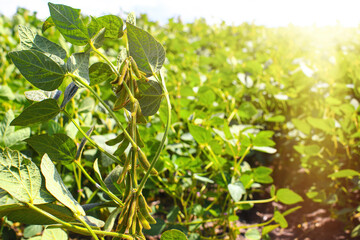 Soybean fields. Young green soybean pods and legume flowers at sunrise. Blurred background. Concept...