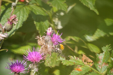 
bumblebee on one of the thistle flowers