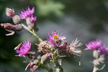 bumblebee on one of the thistle flowers