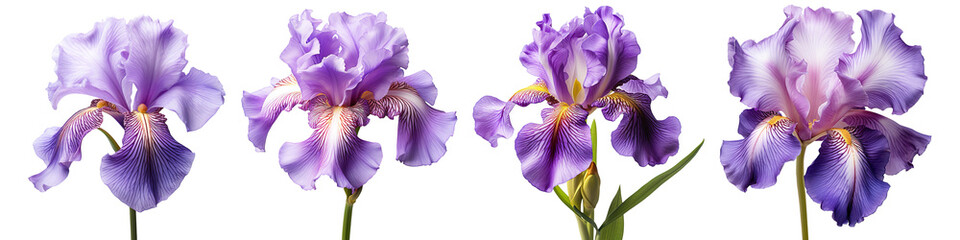 Collection Set Purple Iris Flowers