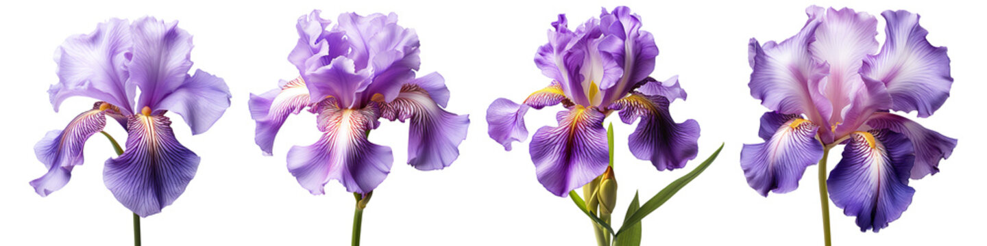 Collection set of purple iris flowers isolated on transparent background