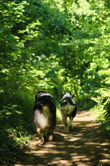 Naklejka premium Two Australian shepherds walking together in a green spring forest. Aussie blue merle and black tricolor with short tails are best friends. A view of dogs in motion from behind.