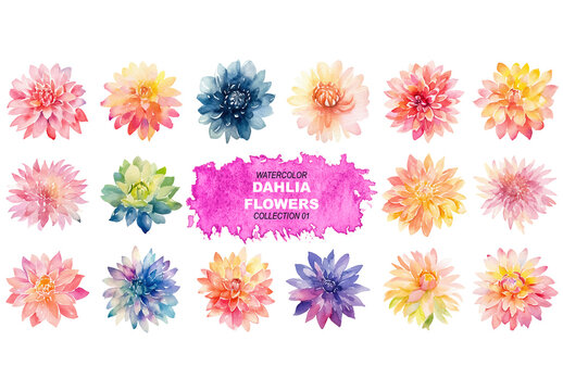 Vector watercolor painted style - dahlia flowers clipart isolated on white background. Created using Generative AI.