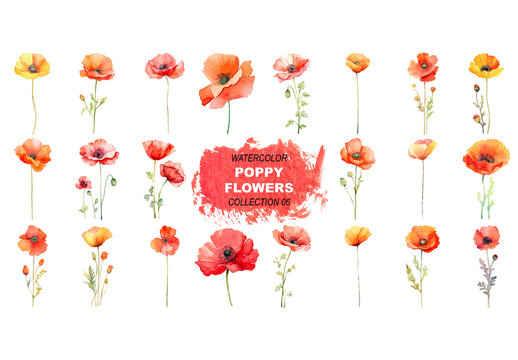 Vector watercolor painted style - poppy flowers clipart isolated on white background. Created using Generative AI.