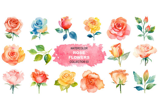 Vector watercolor painted style - rose flowers clipart isolated on white background. Created using Generative AI.