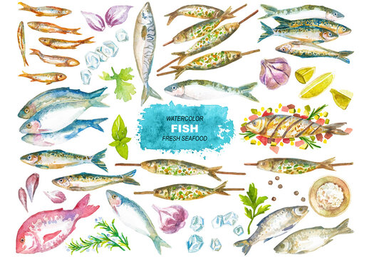 Vector watercolor painted fish clipart. Hand drawn fresh seafood design elements isolated on white background.
