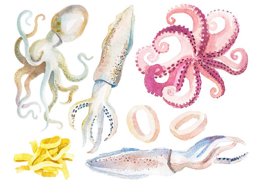 Vector watercolor painted octopus and squid. Hand drawn fresh seafood design elements isolated on white background.