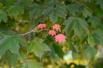 Four small red maple leaves stand out from t green ones that surround them. Shallow depth of field.