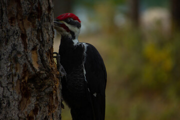 A North American woodpecker (Dryocopus pileatus) perches on a tree trunk