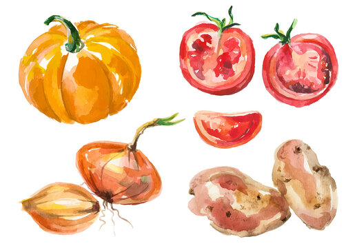 Watercolor painted collection of vegetables. Hand drawn fresh food design elements isolated on white background.