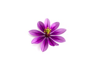Fototapeta premium purple flower isolated on white background create with ai