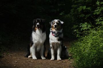 Two Australian Shepherds pose on a trail in a green spring forest. Aussie is blue merle with different eyes - brown and blue, aussie is a black tricolor with brown eyes next to. Pets in wood concept.