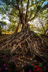 Ancient tree with roots from the ground in a tropical park