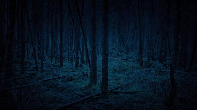 Creepy Dark Woodland Moving POV