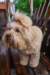 A Maltipoo breed dog sitting on a chair asking for some food. Close-up